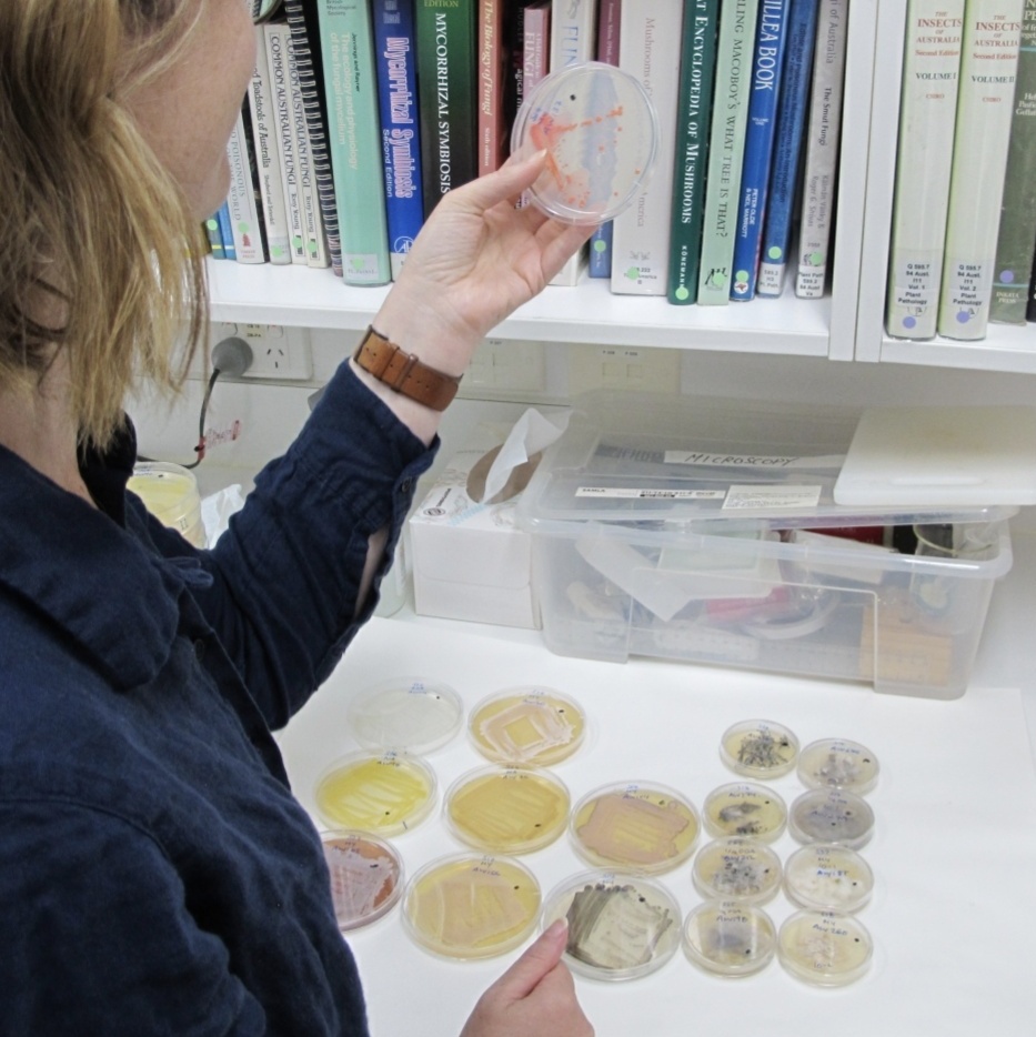 12_Allison examining plate cultures of bacterial and fungal endophytes (Credit A Mertin)