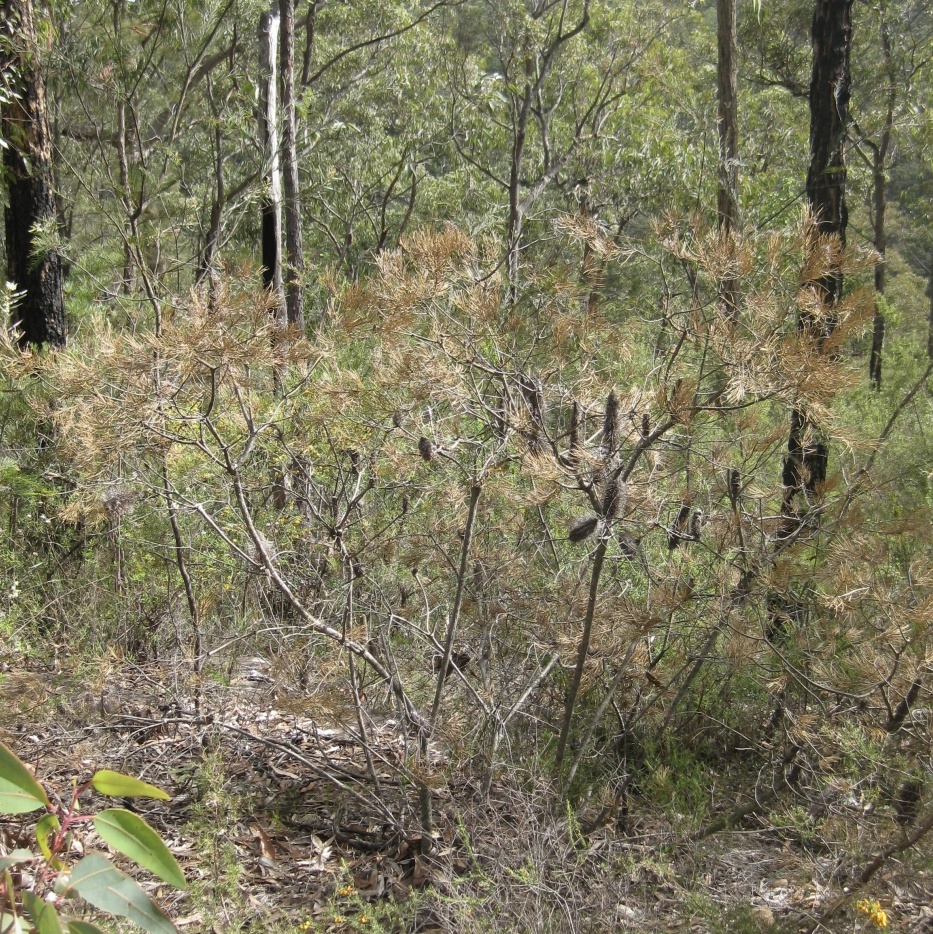 15_Banksia dieback in Glenbrook NP associated with P cinnamomi (credit ZJ Newby)