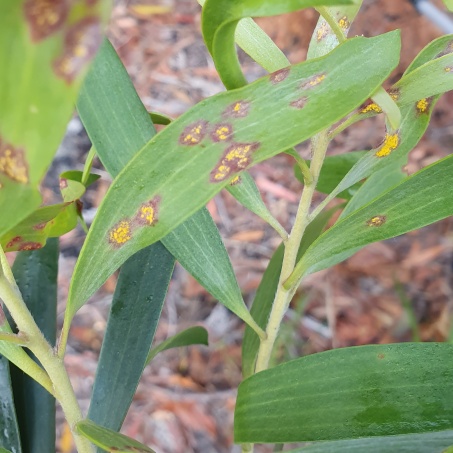 ReCER research in Myrtle rust management