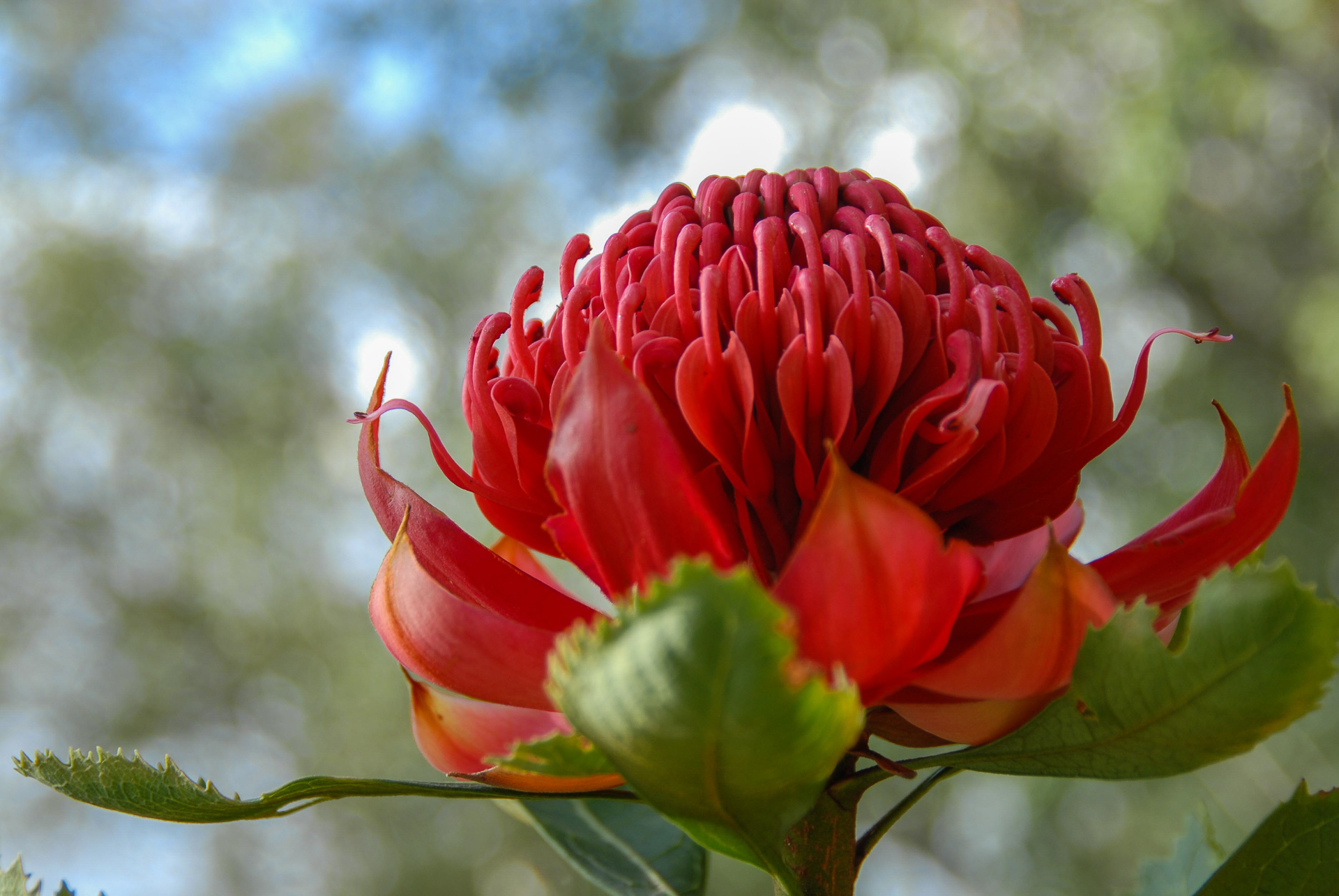Telopea-waratah-flower