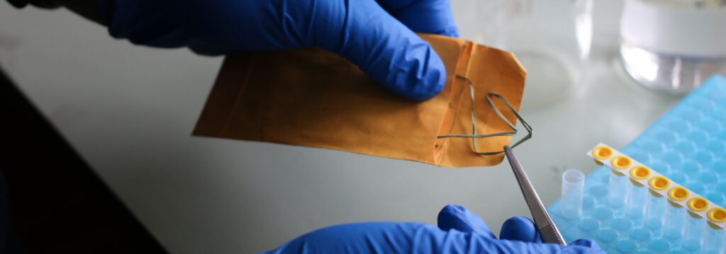 A pair of hands wearing blue gloves using tweezers to pull a plant specimen out of an orange envelope.