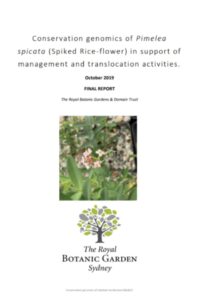 Report cover page for Pimelea spicata conservation genomics report by ReCER