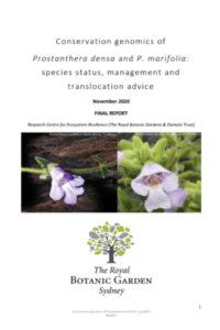 Report cover page for Prosanthera densa conservation genomics report by ReCER