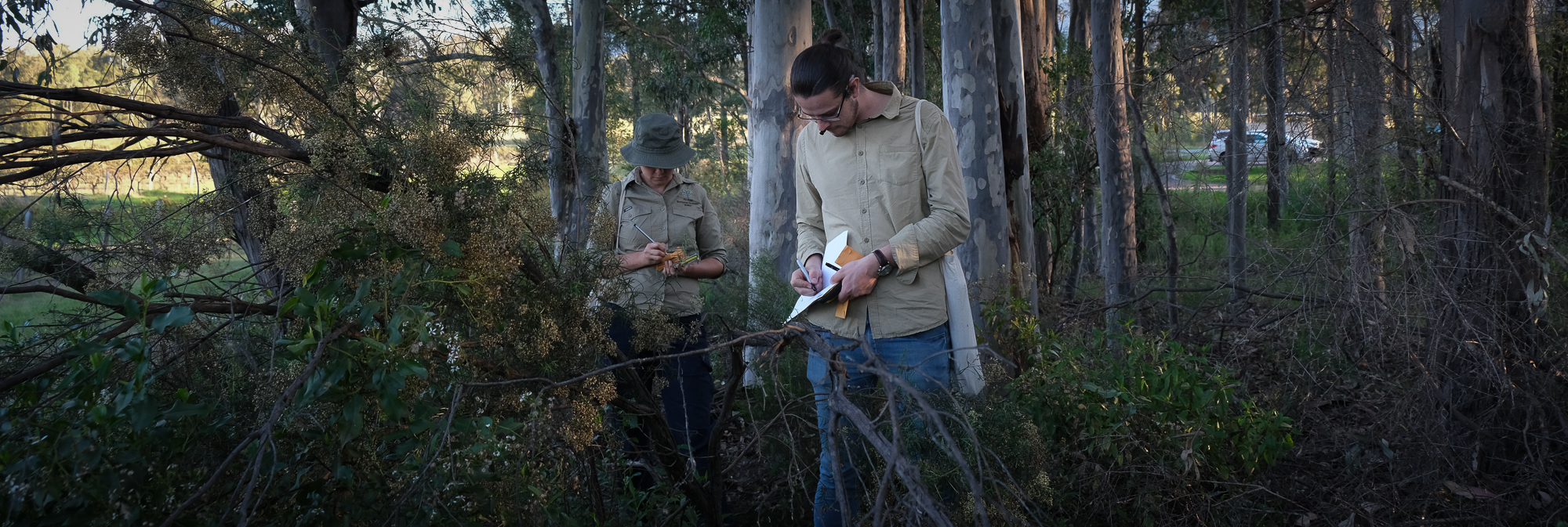 Two people in the field collecting leaf samples.
