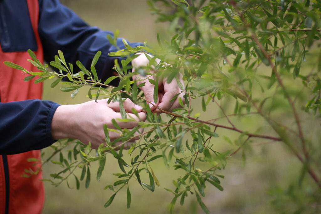 A close up of hands collecting a leaf sample