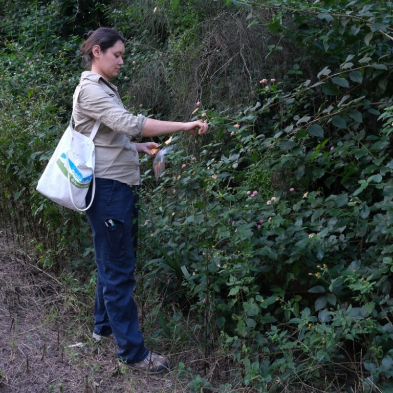 A woman colecting a leaf from a large lantana plant